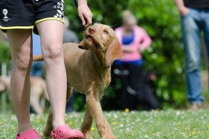 dog-school-dog-training-pointing-dog