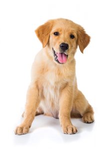 A portrait of a Golden Retriever dog sitting on the floor