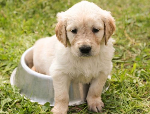 Adopted a Puppy? Here are 3 important tips!