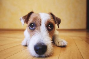 Sad dog lying on floor at home