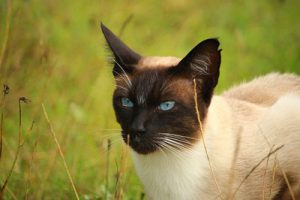cat-mieze-siamese-cat-siamese