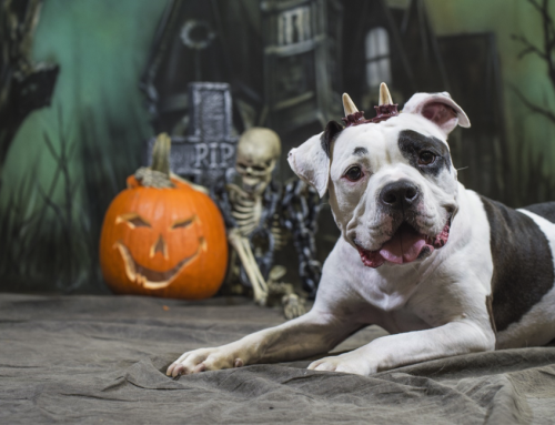 Pet Safety Tips for Halloween