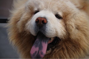 close up of chow dog breed