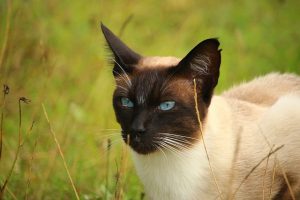 cat-mieze-siamese-cat-siamese