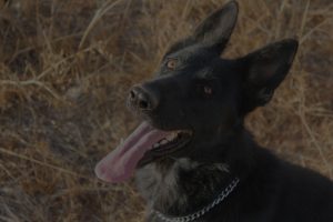 portrait of dog showing his tongue