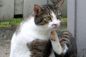 close up of white brown cat is itching while relaxing