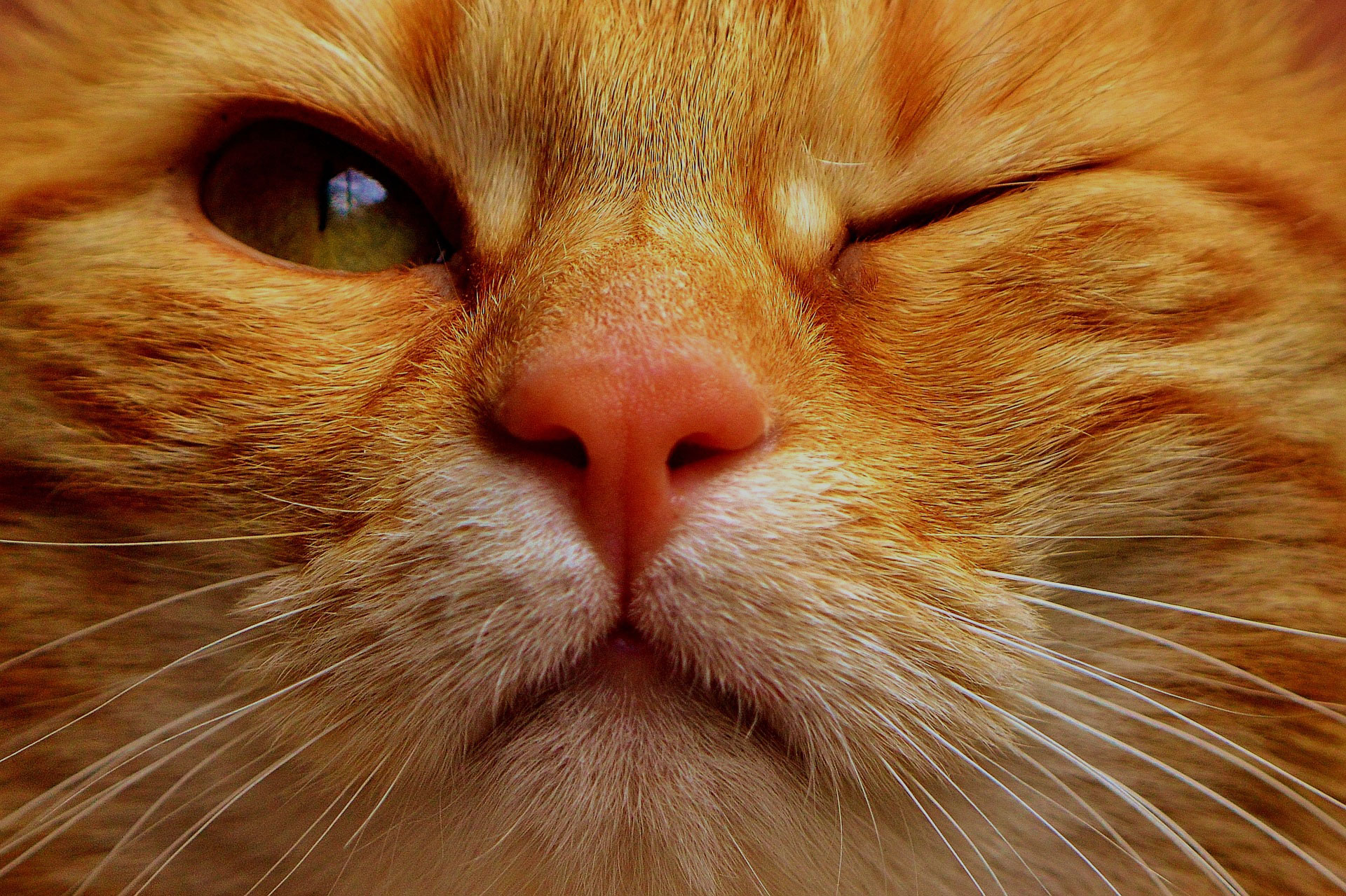 cat-mackerel-wink-funny-red