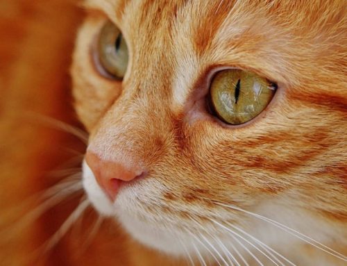 5 Common Health Problems in Senior Cats
