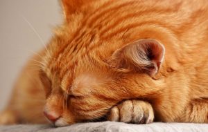 Tiger Mackerel Cute Sleep Sweet Cat Cuddly Red