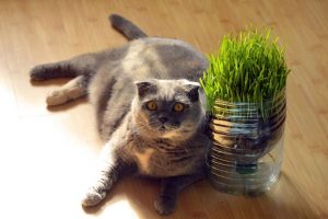 fat-cat-lying-floor-wooden-grey