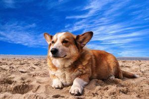 pembroke-welsh-corgi-lying-on-the-sand-under-white-cloud-blue-sky