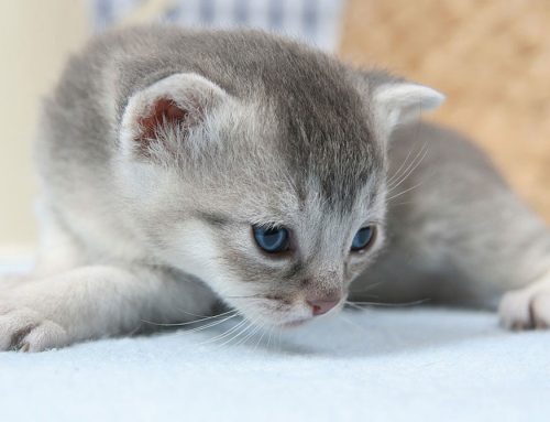 Kitten Care Basics
