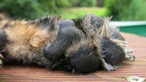 dog-s-paw-german-shepherd-alsatian