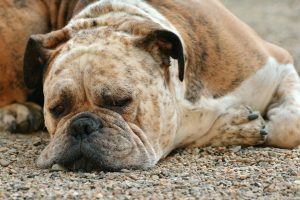 dog-boxer-boxer-dog-pet-dog-look