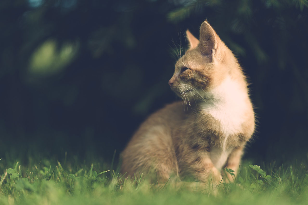 adorable-animal-blurred-background-cat