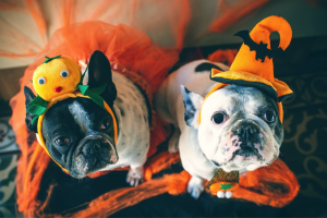 Portrait of couple of dogs in disguise for Halloween