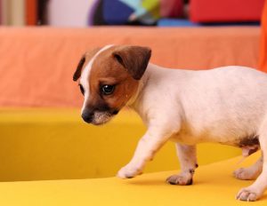 dog-puppy-jack-russell-chihuahua