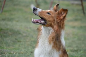 collie-puppy-pet-dog-pastor