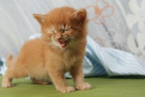 cat-kitten-laugh-meow-pet