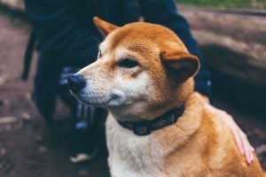 dog-canine-pet-face-collar-animal