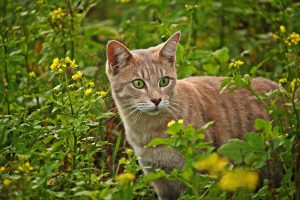 cat-mieze-breed-cat-flowers