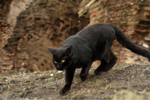 Rome-Italy-Black-Animals-Cat-Colloseum